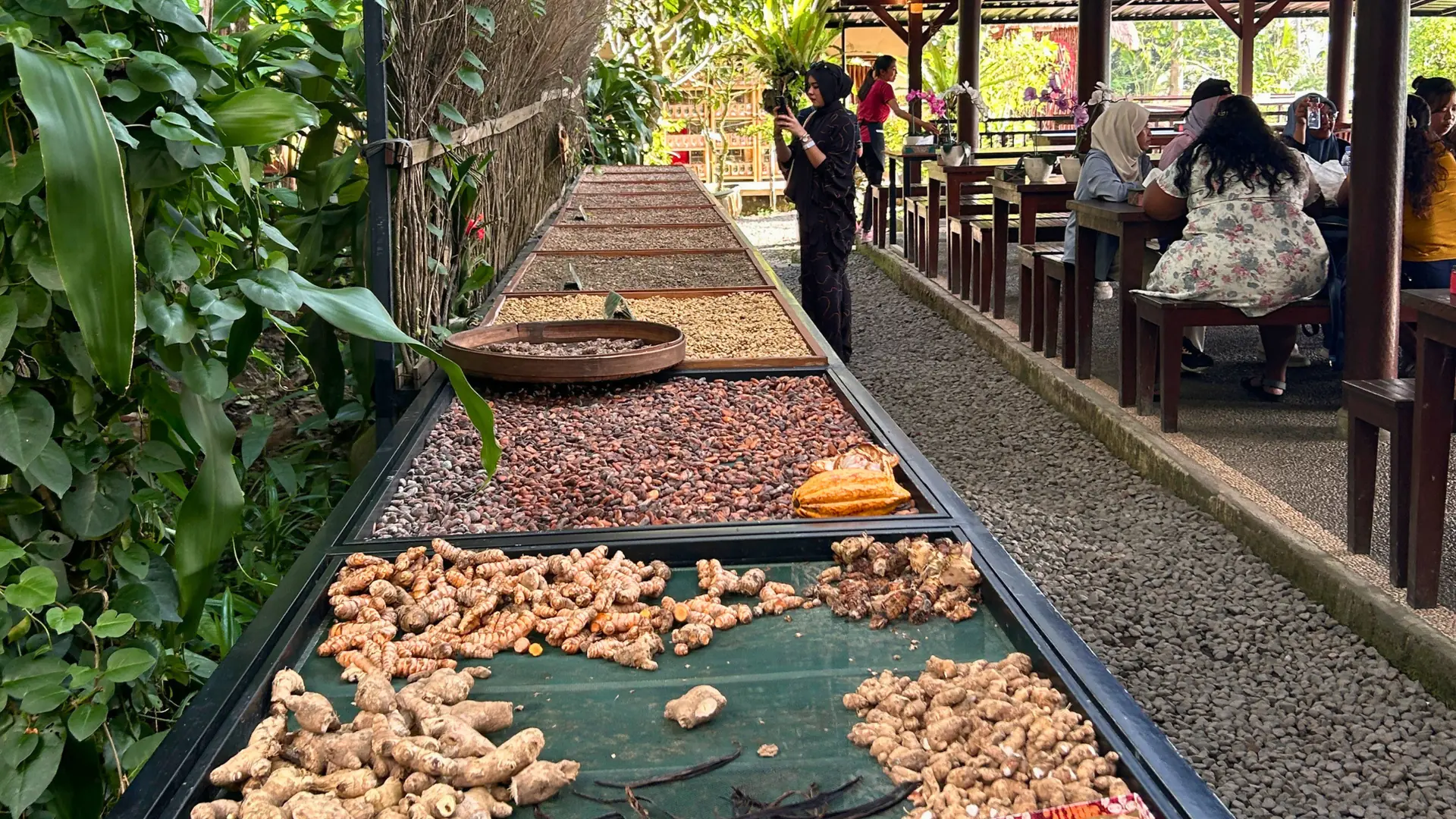 Agrowisata Kopi Luwak (14)
