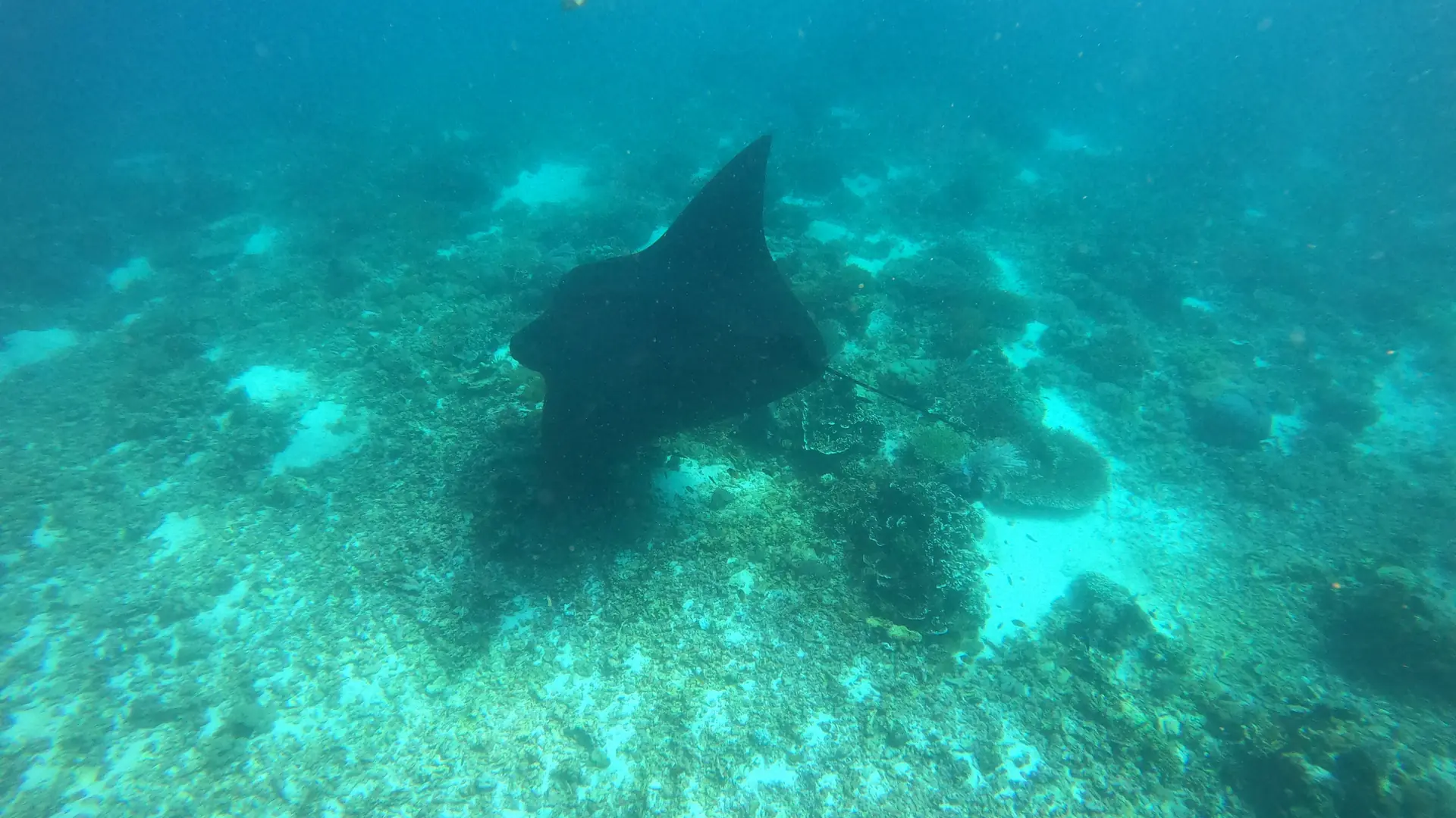 Manta Point