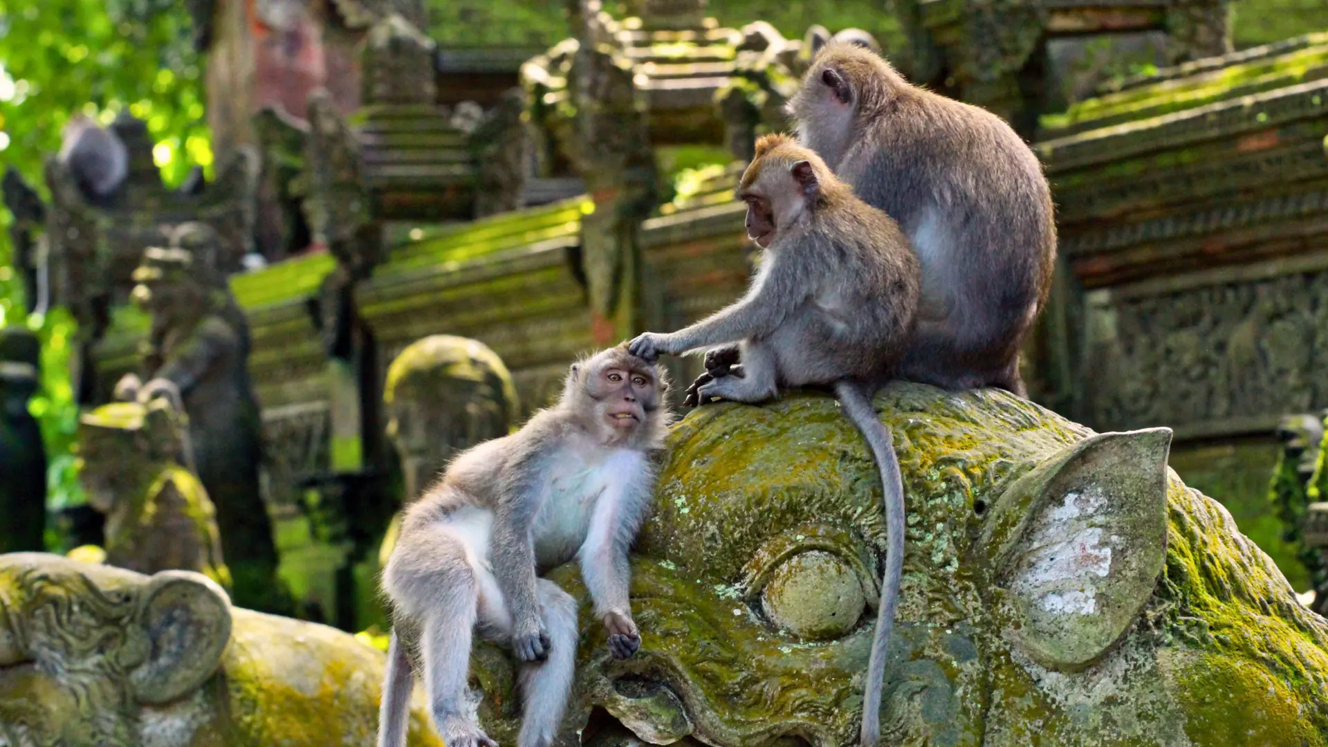 Monkey forest (2)
