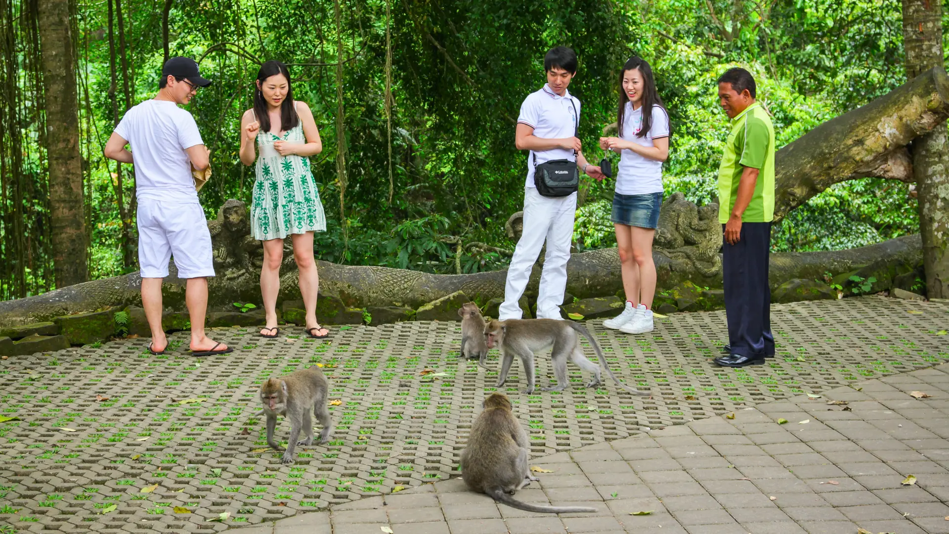 Monkey forest (4)
