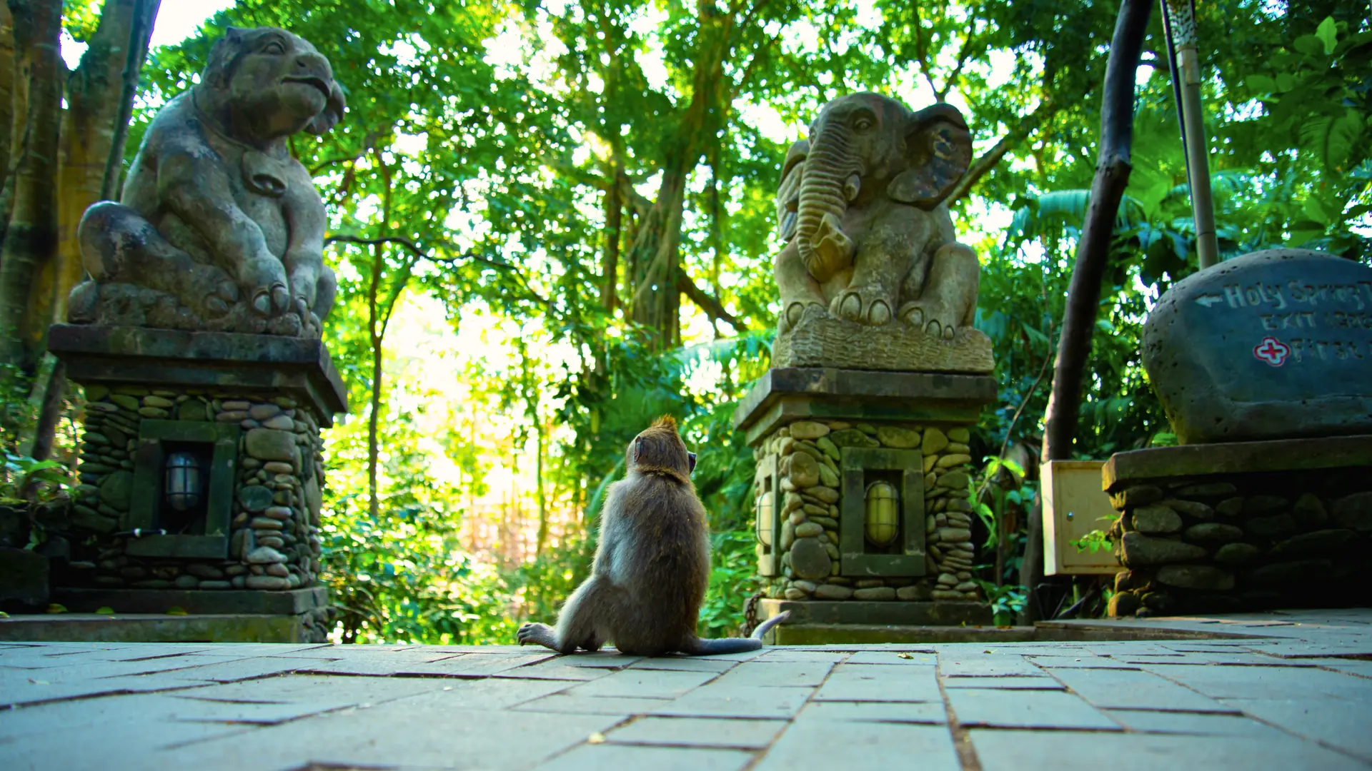 Monkey forest (6)